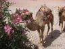 Camels and Oleanders-Petra-Jordan