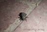 Darkling beetle (Oncera sp.)-1