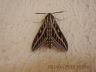 Striped Hawk Moth (Hyles lineata livornica)-5