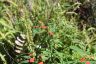 Summer poinsettia, Mexican fire plant (Euphorbia cyathophora)